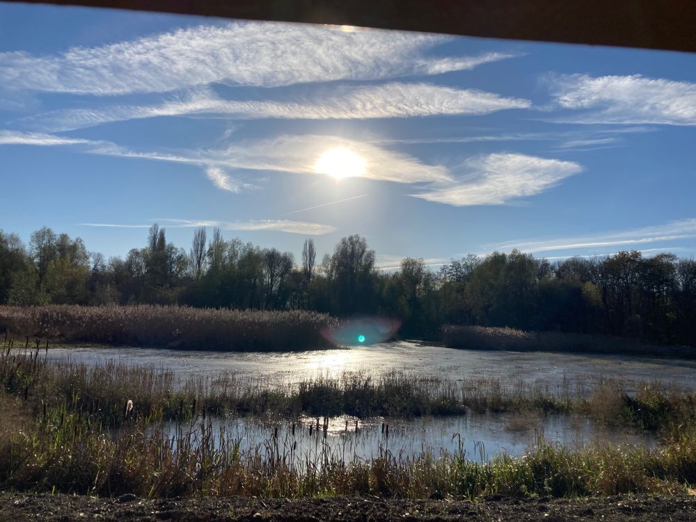 View from a hide window of a large pond of shallow water (still frozen in places) with long grasses breaking it up. Dark trees run along the horizon beneath blue sky with wispy white cloud and a pale sun.