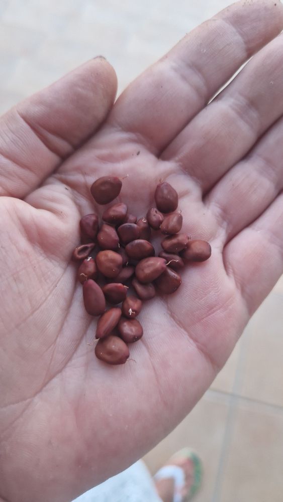 28 Kerne des Johannisbrotbaumes in meiner Hand