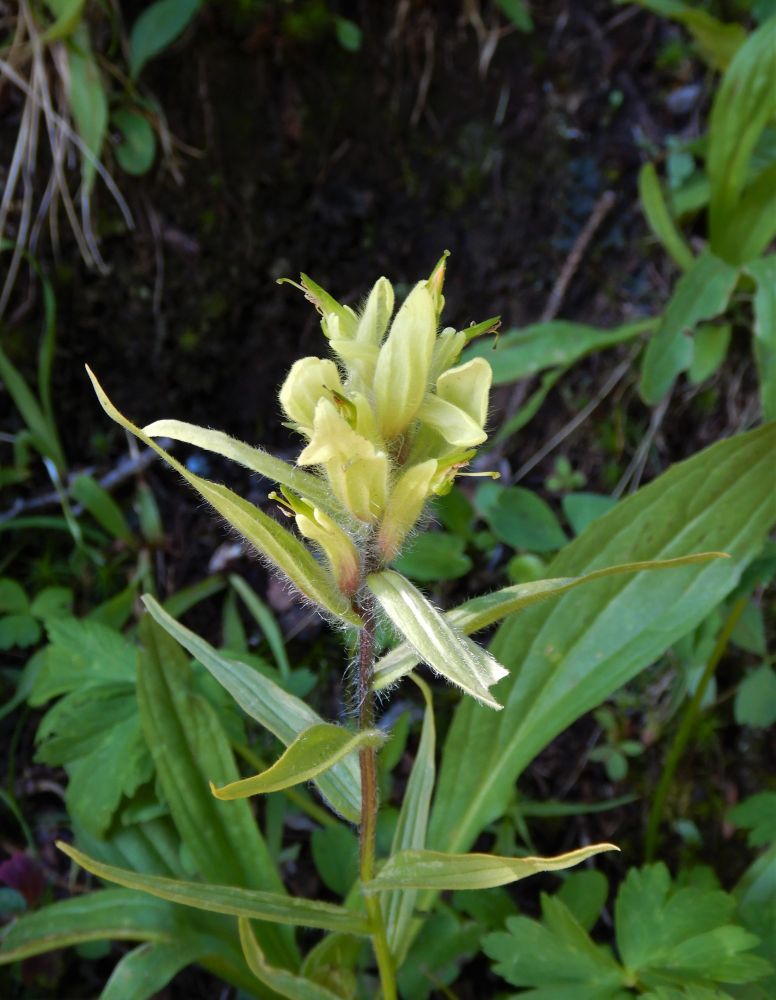 A photo of a paintbrush bloom. Greenish-white bracts layer to create a paintbrush shape. The actual flowers are visible: greener points peeking out between the layers with a thin green stamen in the middle.