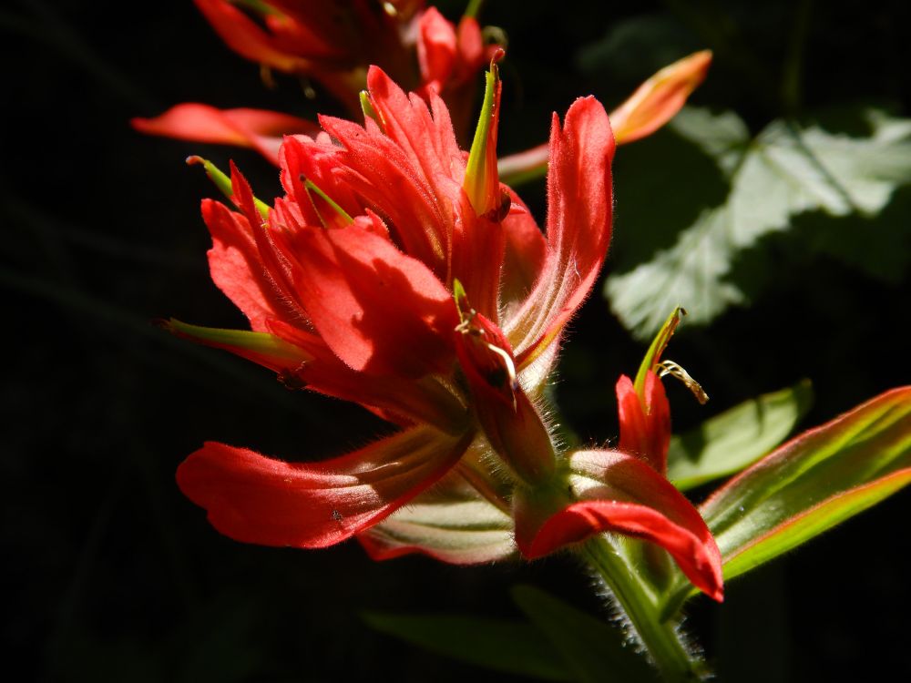 A photo of a red paintbrush flower. Bright red lobed bracts make up the paintbrush shape with small tubular green flowers peeking out from between the bracts. 