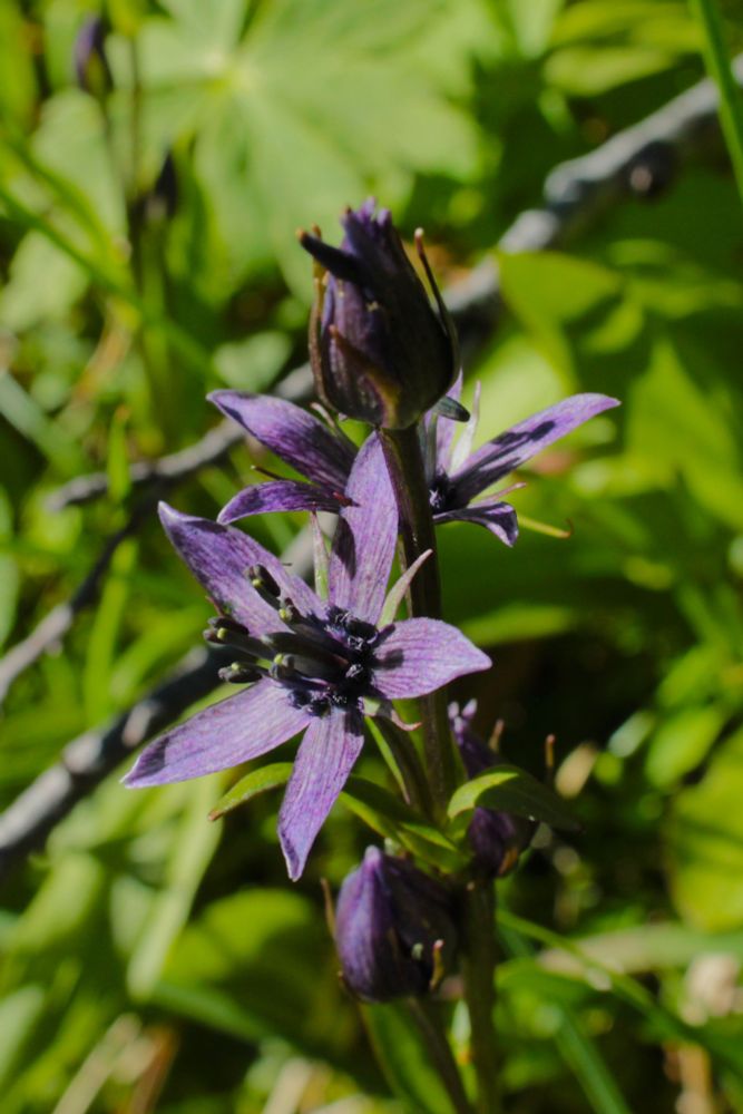 A photo of a star gentian bloom. A purple flower with 5 pointed petals that make a star shape and 5 tall black stamens in the middle. 