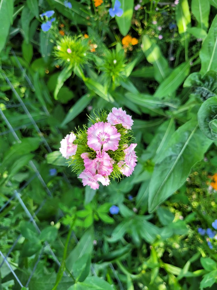 A cluster of small pink and white flowers growing on spiky greenery. Other colors of out of focus flowers dot the background. 