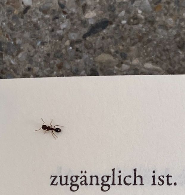 eine ameise in einer buchseite, im buch steht: "zugänglich ist." und die ameise ist über dem z