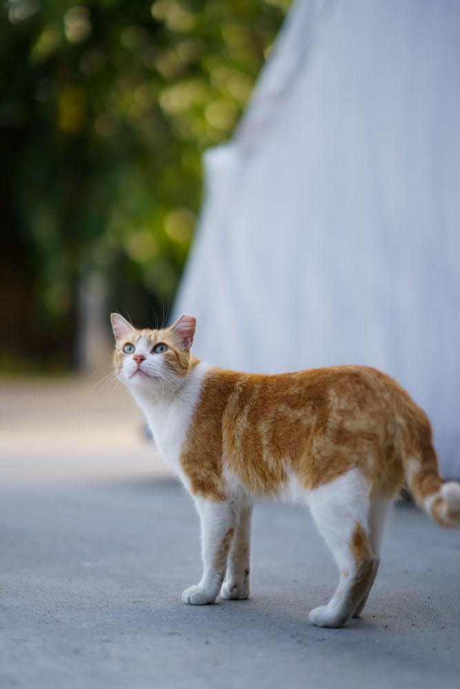 Sweet orange cat outside, looking up and into the distance with greenery in the background