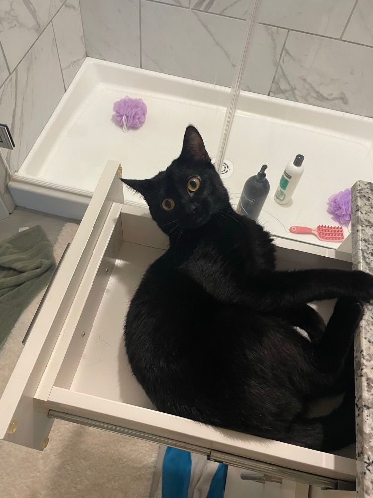 a black cat lying in a bathroom draw, the shower is behind her with shampoo bottles and purple loofahs on the floor 