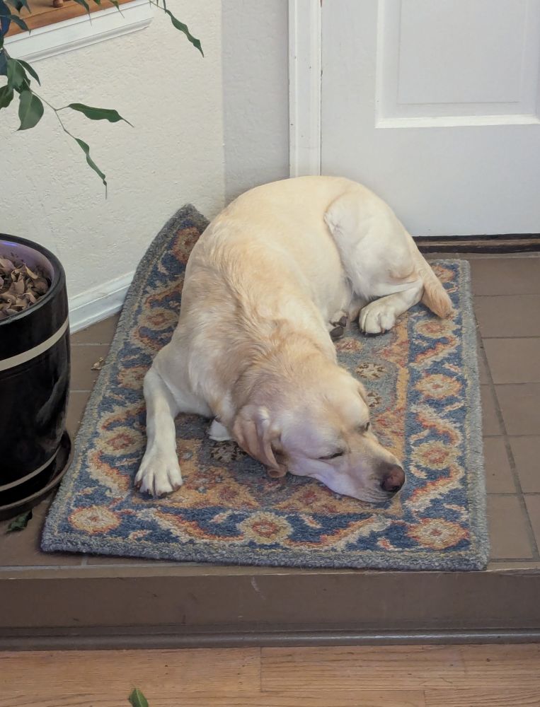 A dog on a Persian carpet, door mat sized.