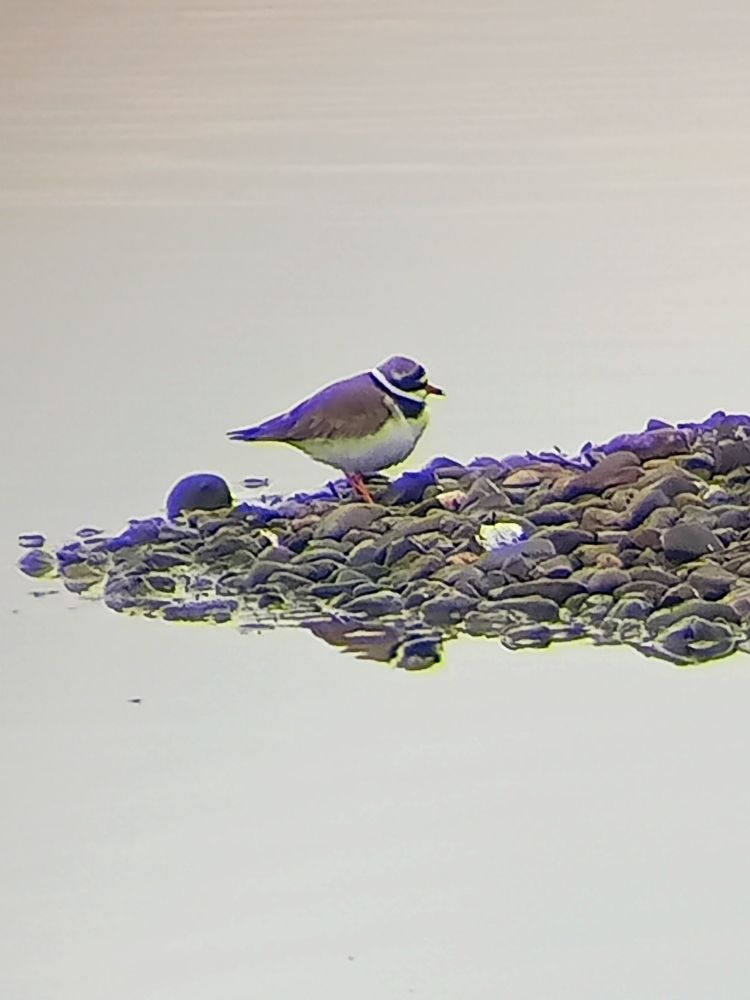 Ringed Plover