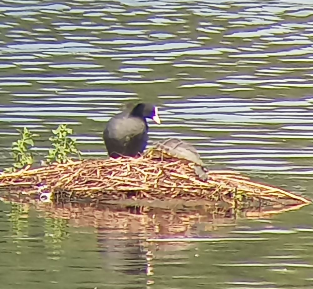 Coot with an escaped Terrapin species.