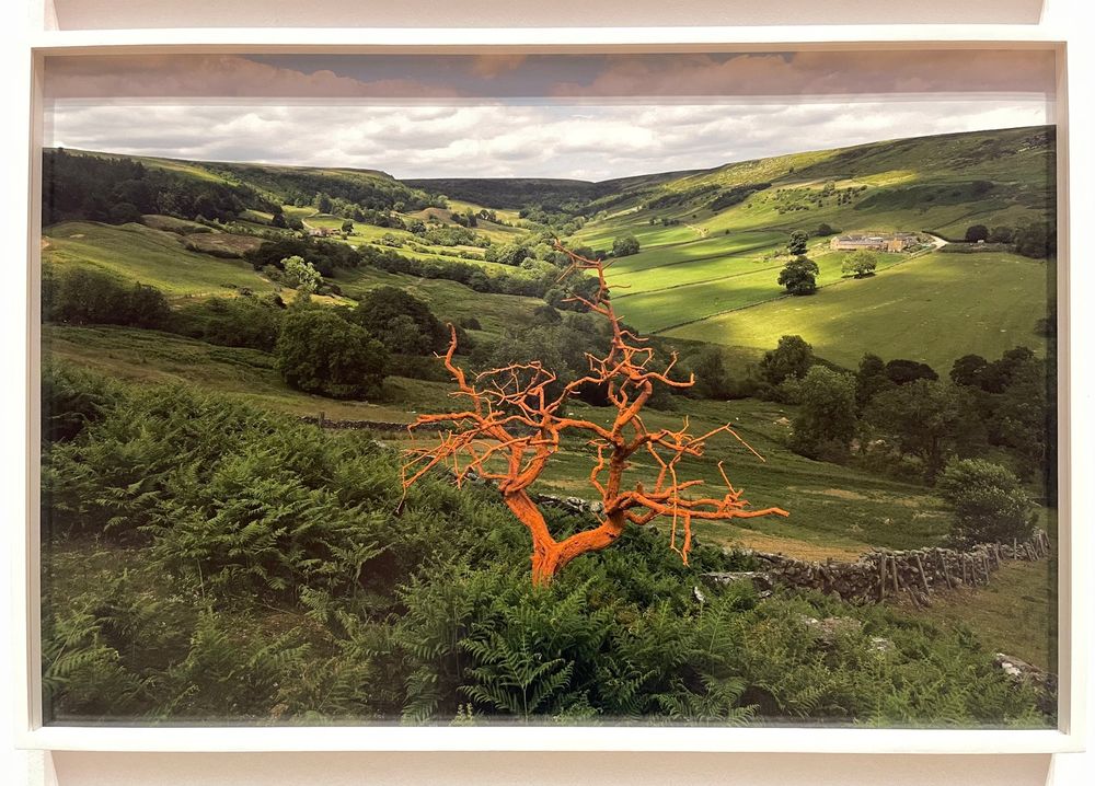 A dead hawthorn tree in a Yorkshire valley, coated with locally sourced iron oxide so that it glows against the green grass and trees of the background. 