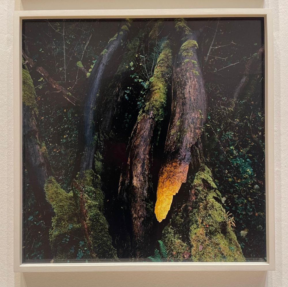 Photograph: two dead logs, blackened by rot, one of which has been given a glowing tip, like a hot poker, by applying to it leaves that range from bright yellow to dark orange. 