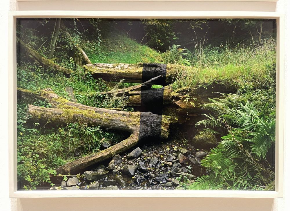 Fallen elm, with a vertical bar of dark shadow, created by applying blackened leaves to the bark. 