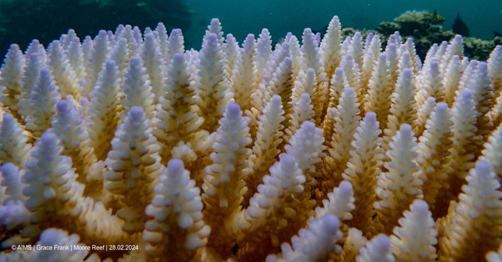 Coral reefs suffer fourth global bleaching event, NOAA says