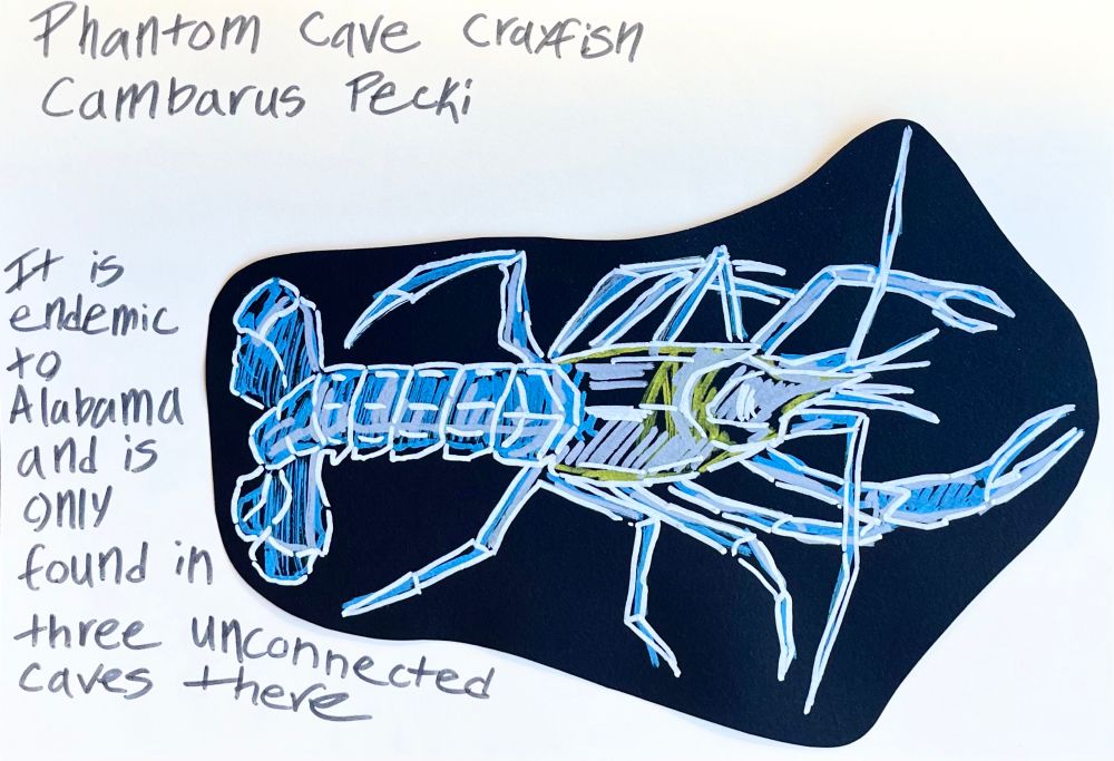 a paint marker sketch on black paper of a phantom cave crayfish with its scientific name (cambarus pecki) and some information about the crayfish (it is endemic to Alabama and is only found in three unconnected caves there) next to the sketch