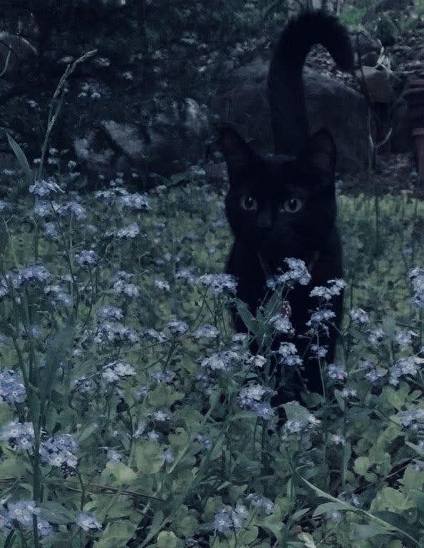 A cat walks through a field of flowers