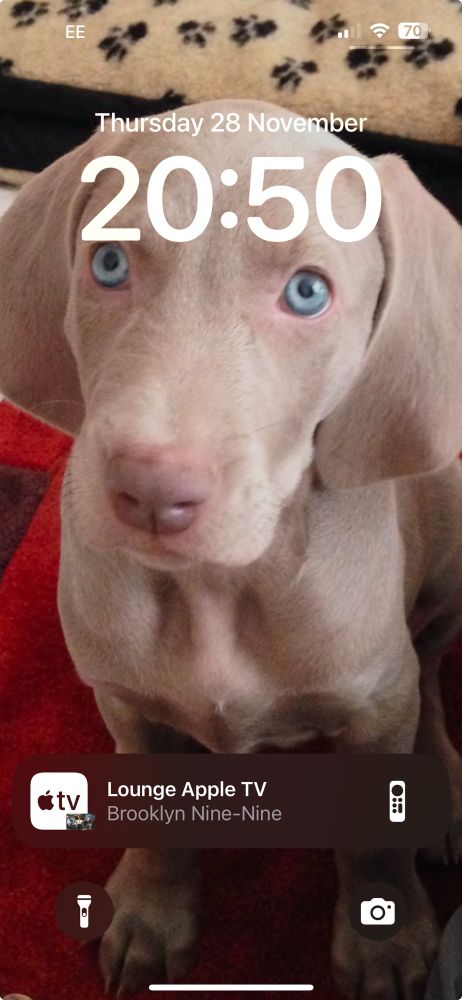 iPhone Lock Screen of a Weimaraner puppy