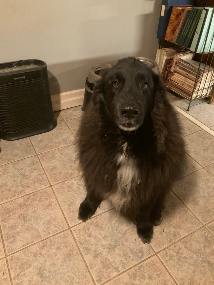 Mata. 120 pounds of dog and 5 pounds of hair. I