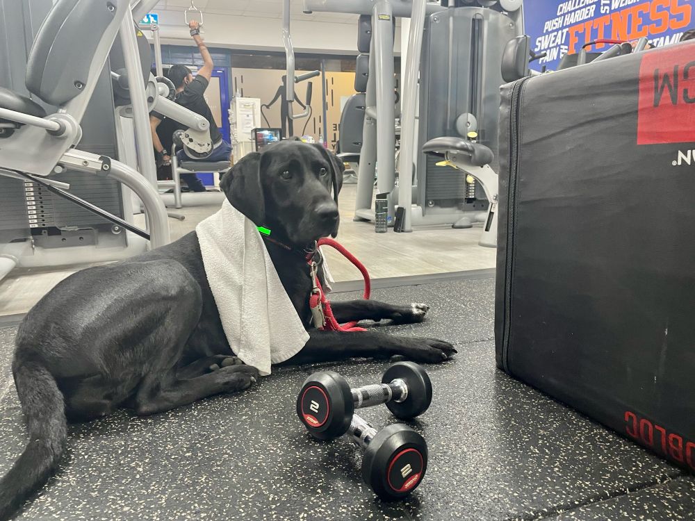 Dog sitting in gym with towel around her neck, and small weights and other gym equipment in the foreground 