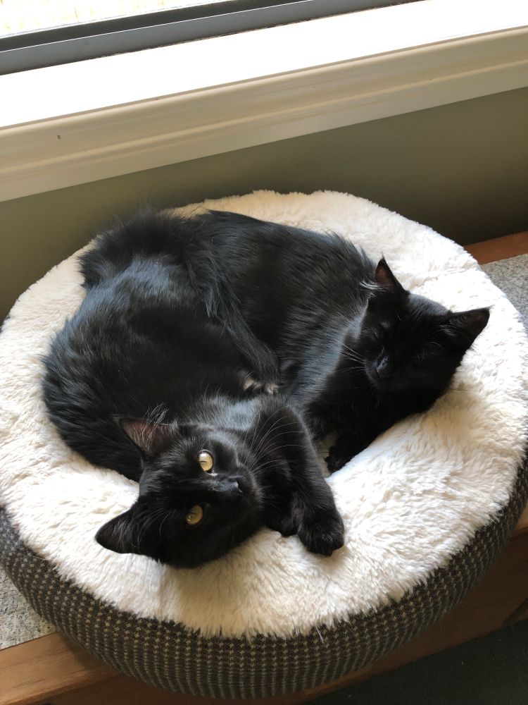 Two black cats curled up together in a circular cat bed. One is looking towards the camera and the other has her eyes closed.
