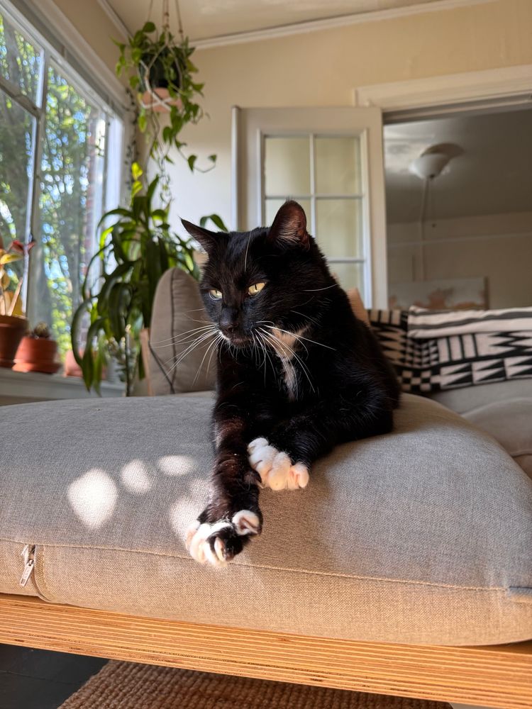 A black-and-white tuxedo cat named Marti lounges elegantly on a light gray cushion in a sunlit living room. Sunbeams cast soft patterns on the cushion, and houseplants decorate the background near large windows. Marti’s front paws are crossed, and he gazes calmly into the distance, looking relaxed and regal.