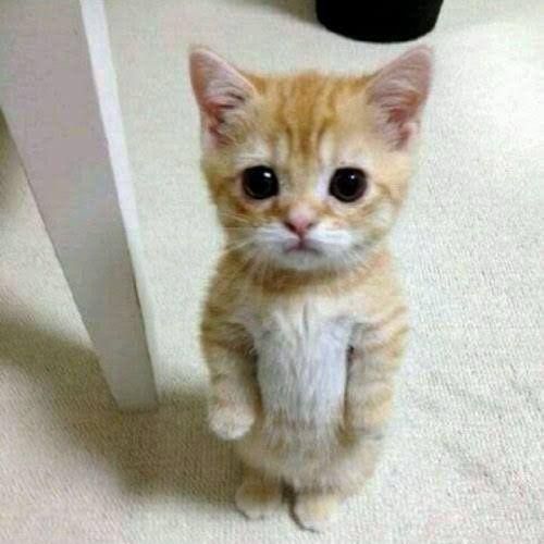 Meme de um gatinho laranjinha de pé olhando pra frente