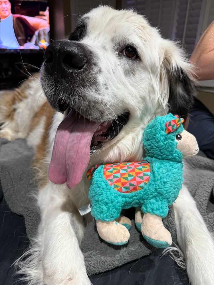 Saint Bernard puppy laying on a bed with a big smile on her face and tongue hanging out, and she has a brand new brightly colored stuffed llama dog toy