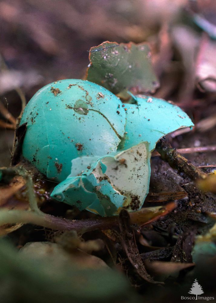 A closeup of a blue robin's egg shell that fell from the nest and cracked on the ground. There are three distinct pieces of cracked shell piled on top of each other, amongst sticks and vegetation on the ground.