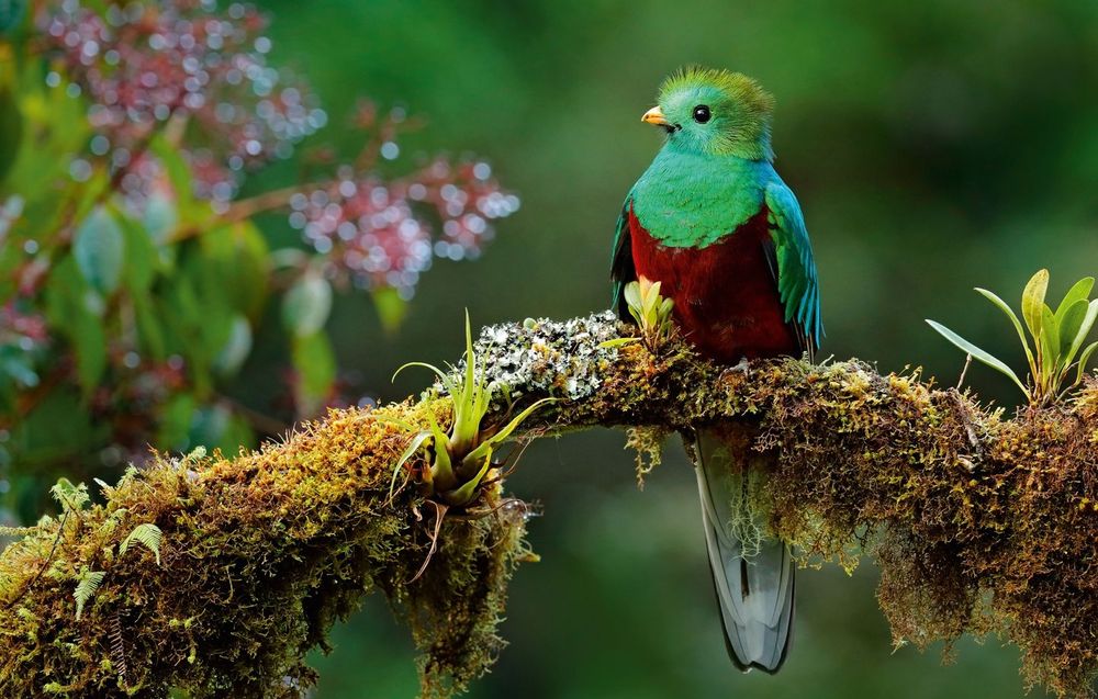 Le quetzal, l'oiseau sacré des Mayas et des Aztèques