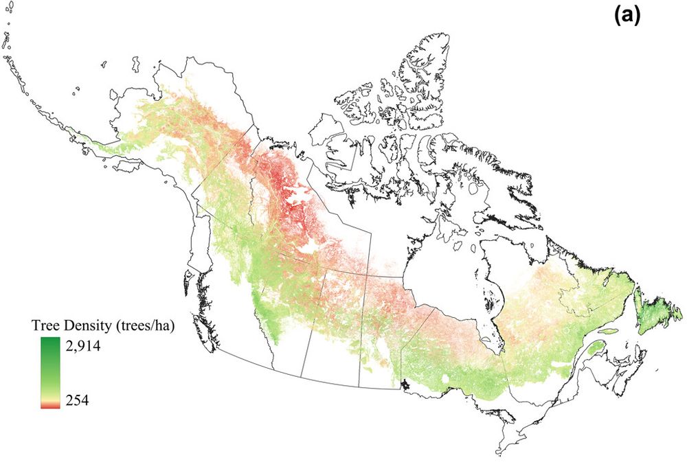 Maps of tree density distribution for the boreal forest of North America. 
