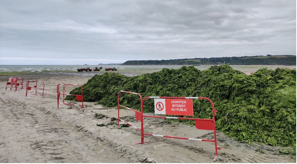 Ramassage des algues sur les plages de la baie de Saint-Brieuc, y compris en réserve naturelle
Légende	Les algues sont ramassées par des tractopelles, puis sont stockées sur place, dans des espaces de dépôt, et laissées à l’air libre le temps qu’elles s’égouttent. Enfin, des tracteurs à remorque les transportent jusqu’à un centre de traitement dans l’intérieur des terres.
Crédits	Source : Agathe Robert-Kérivel, 2023.