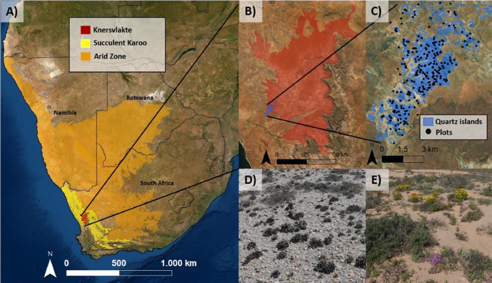 Study area. (A) The distributional ranges of the species in our study range from local distribution in the Knersvlakte to the Succulent Karoo and the Arid Zone of southern Africa. (B) the Knersvlakte bioregion (red) with our study area at the Moedverloren site (blue). (C) Quartz islands at Moedverloren within the surrounding matrix of Succulent Karoo vegetation in the Knersvlakte Nature Reserve. (In cooperation with the local conservation agency, CapeNature, we agreed to not show or publish the exact coordinates of the 245 vegetation relevés, as the region is severely affected by plant poaching). (D) A typical quartz island surface with dwarf succulent vegetation. (E) The surrounding matrix habitats (Photos: PE; Basemap sources: Esri, Digital Globe, GeoEye, Earthstar Geographics, CNES/Airbus DS, USDA, USGS, AeroGRID, IGN, and the GIS user community; Shapefiles: VEGMAP (2009); CapeNature; Digital Atlas of Namibia Project (2002)).