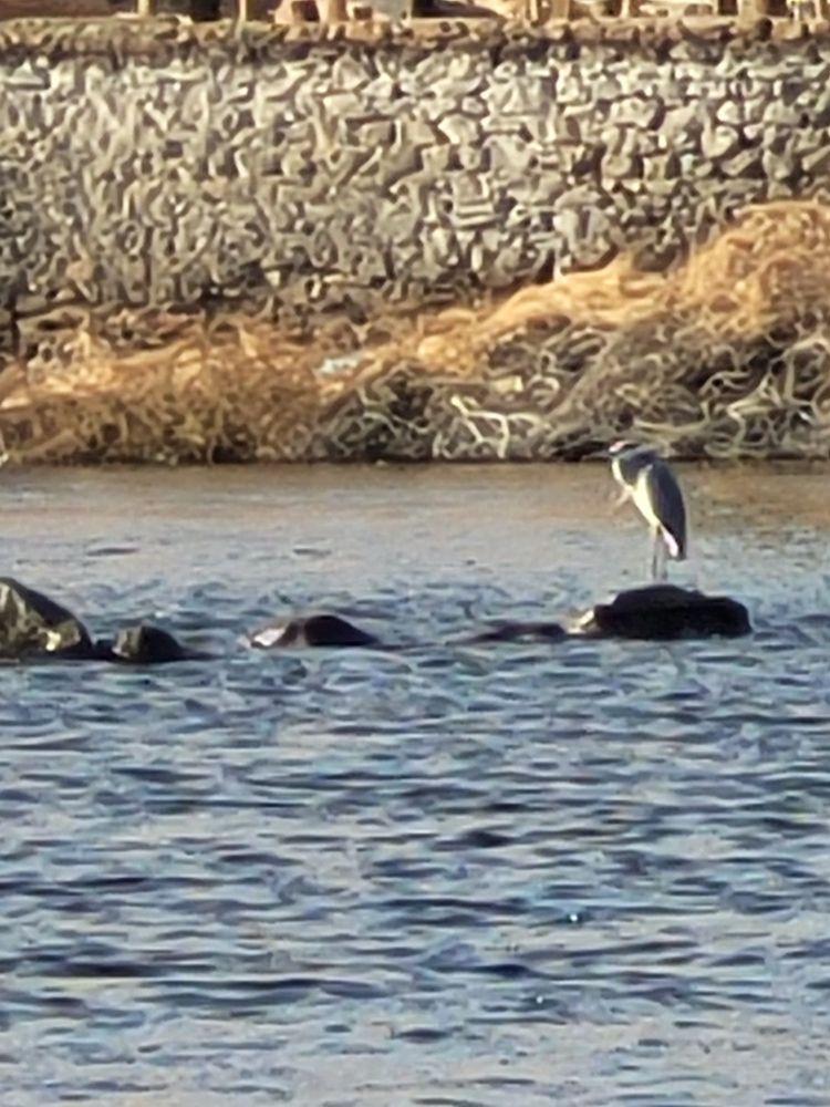 Bird on the nile