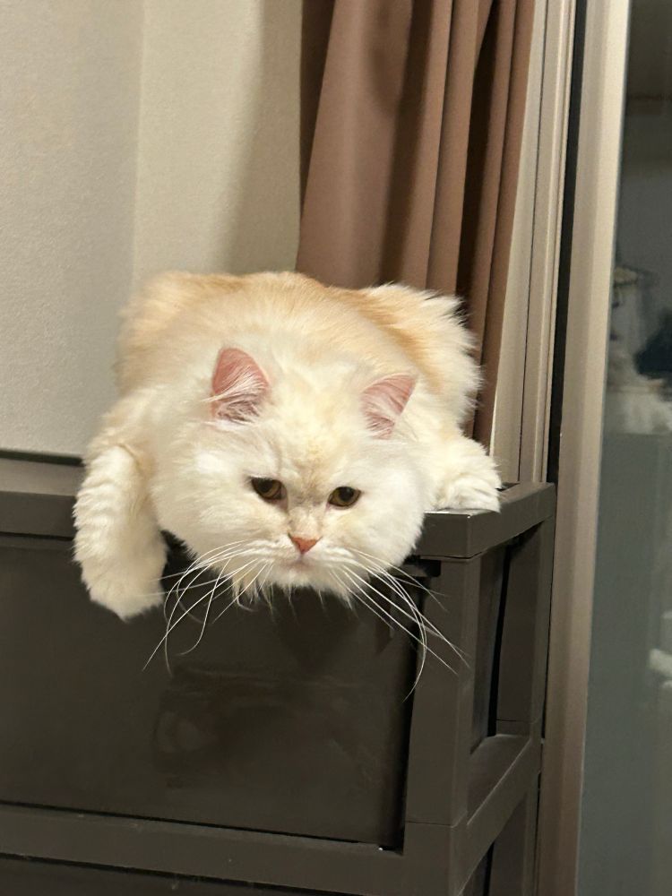 お尻がでっぱっている姉の猫
