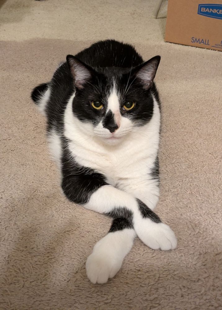 A black & white cat looking directly at the camera, laying down with his front paws crossed like you're telling him something very interesting.