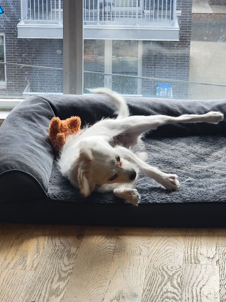 White puppy is now on other side of dog bed looking like she's falling or maybe doing yoga?
