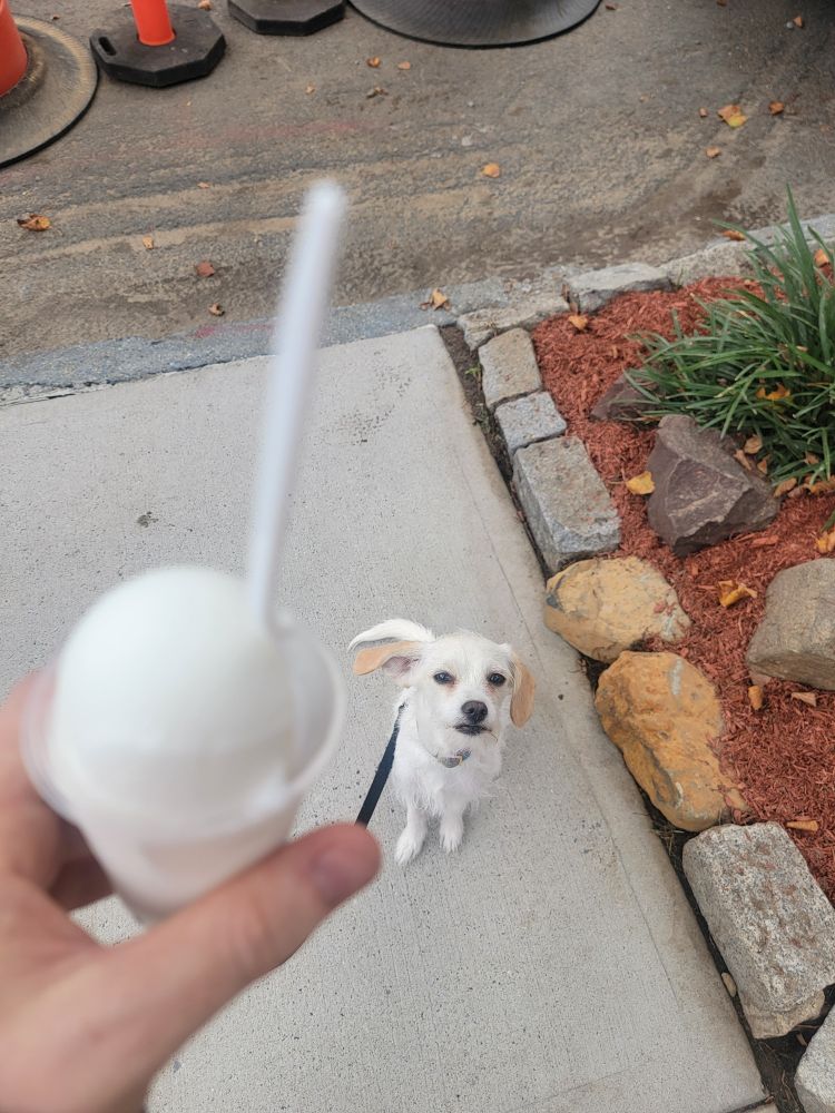White puppy looks up at my white ice cream cup