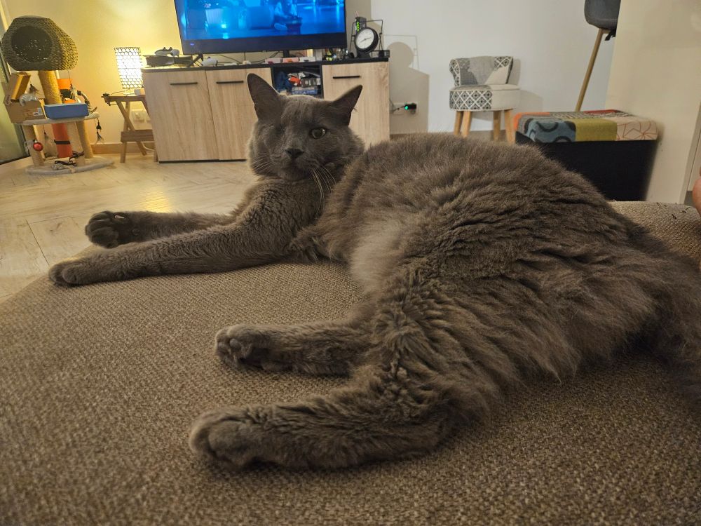 Photo de mon chat Pirate allongé sur le canapé. Il est gris avec un poil touffu. Il regarde l'objectif de son œil.