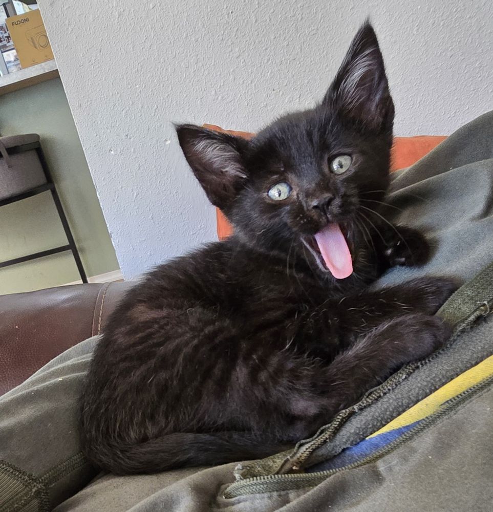 Yawning kitten with his tongue 👅 out