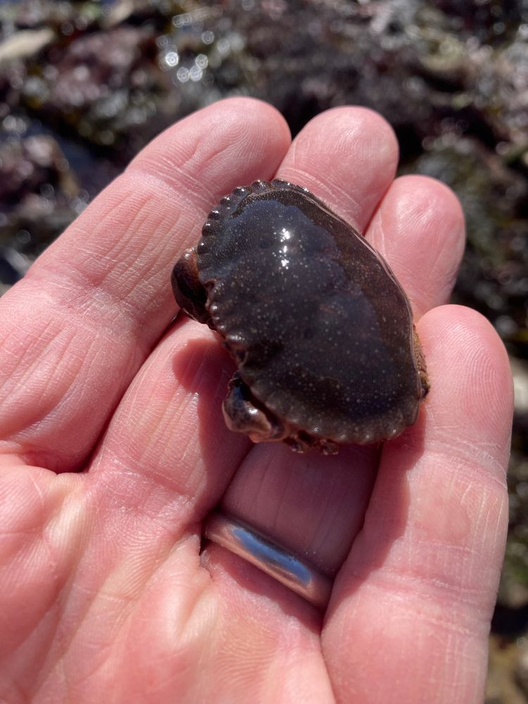 Small edible crab, Cancer OA gurus