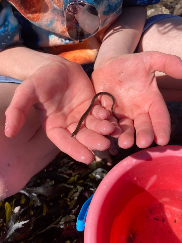 Worm pipefish, Nerophis lumbriciformis