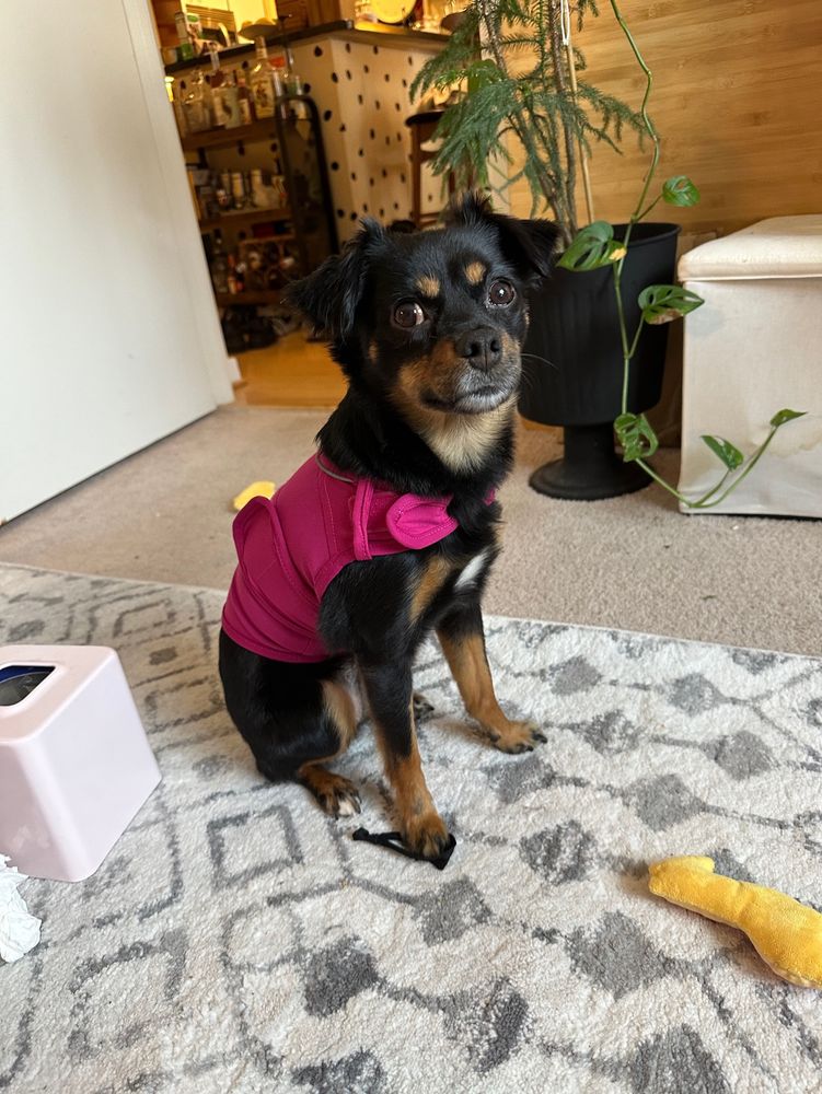 Poppy, small black dog with perfect jellybean eyebrows, does a perfect sit in her pink thunder vest that my sister says makes her look like a hot dog