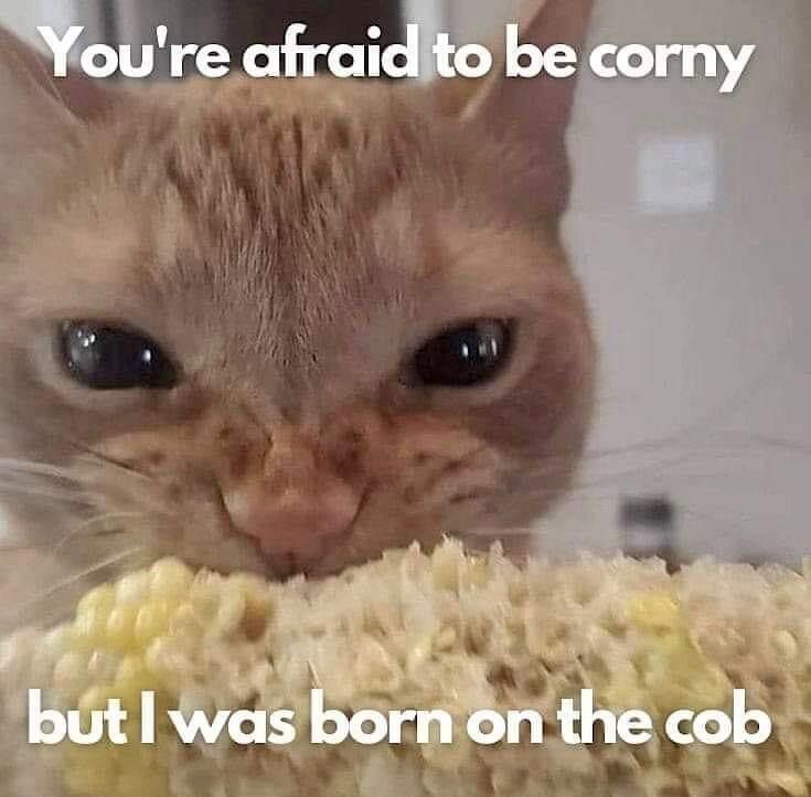 Meme of cat eating corn from cob with text. “You’re afraid to be corny but i was born on the cob.”