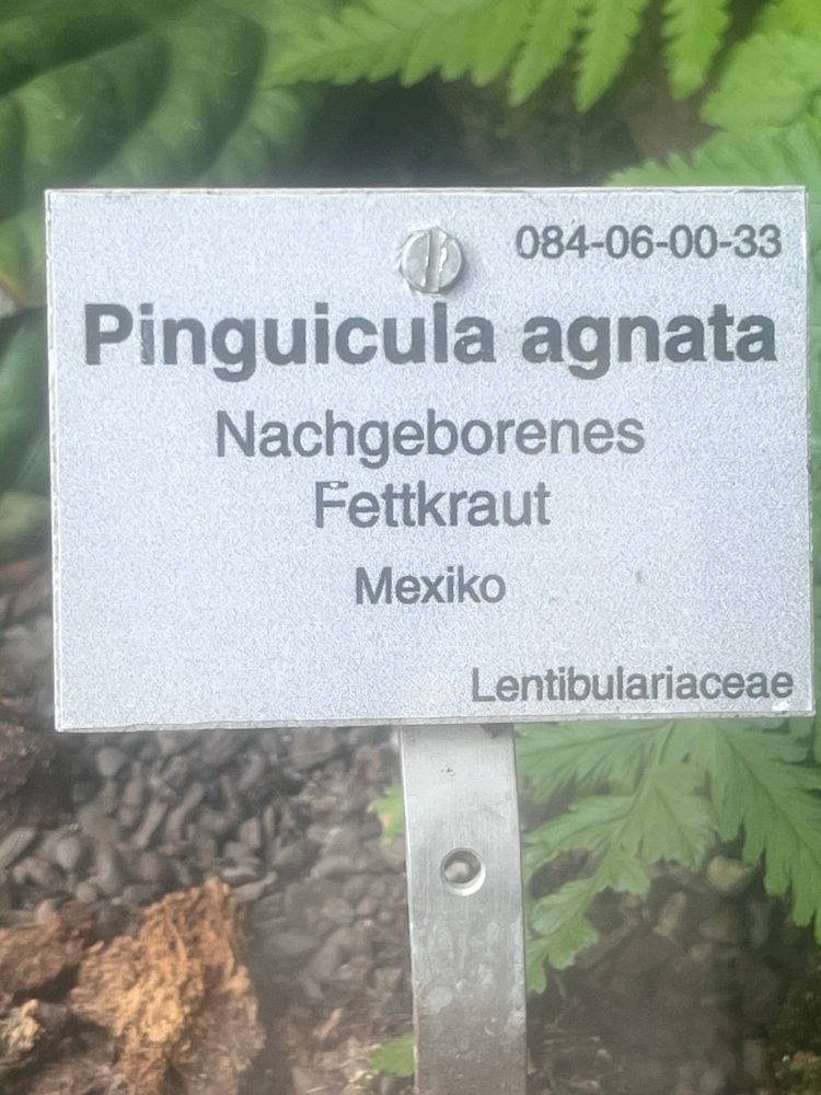 pflanzentafel: Pinguicula agnata
Nachgeborenes
fettkraut aus mexiko