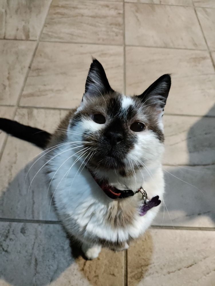 A dark brown and white Siamese cat sitting on a tile floor and staring directly at the camera. He has an intense and curious gaze because his human was holding his favorite treat. Two paws and a long tail are visible. He also has exceptionally pointy ears.