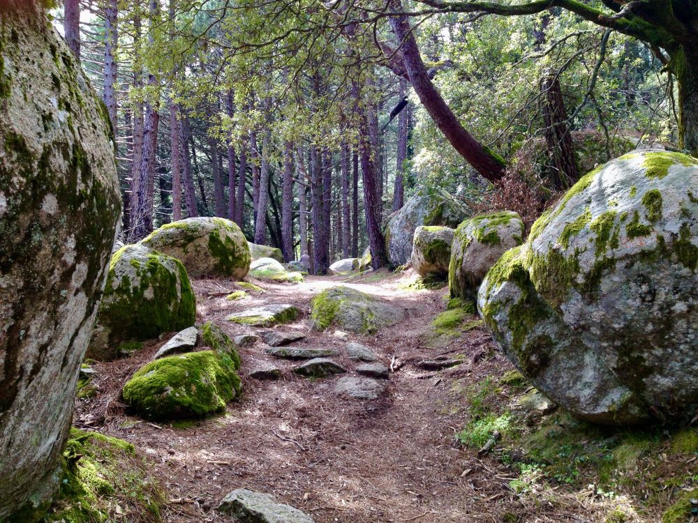 Paysage forestier, avec de gros rochers et des arbres sur le long d’un chemin