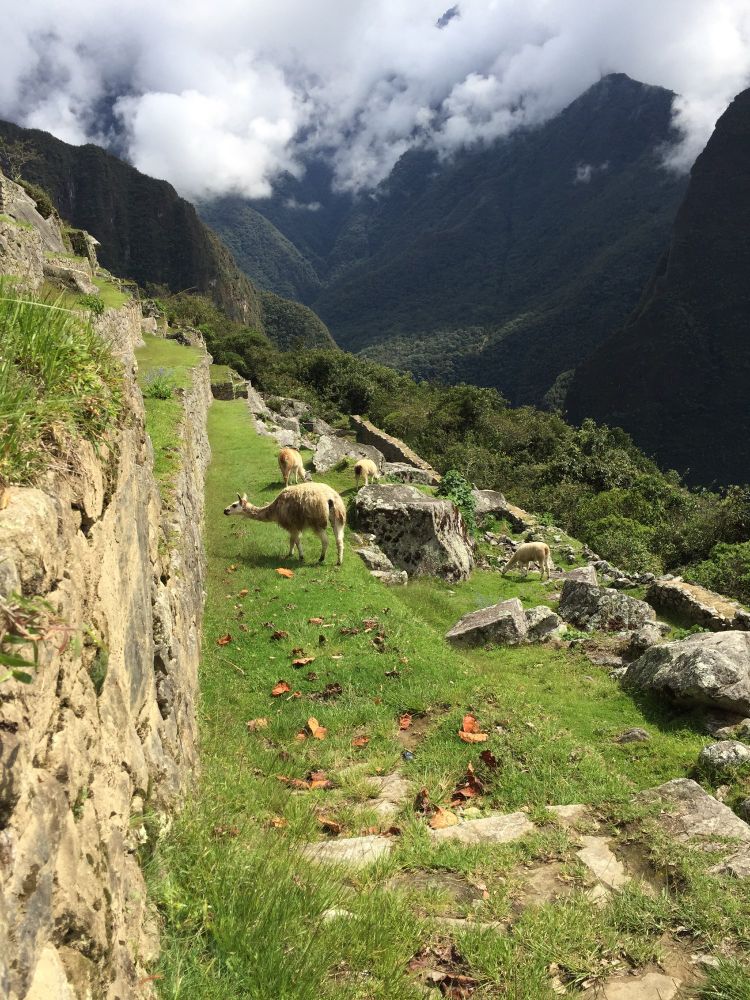 A narrow terrace that the llamas frequent at Machu Picchu 