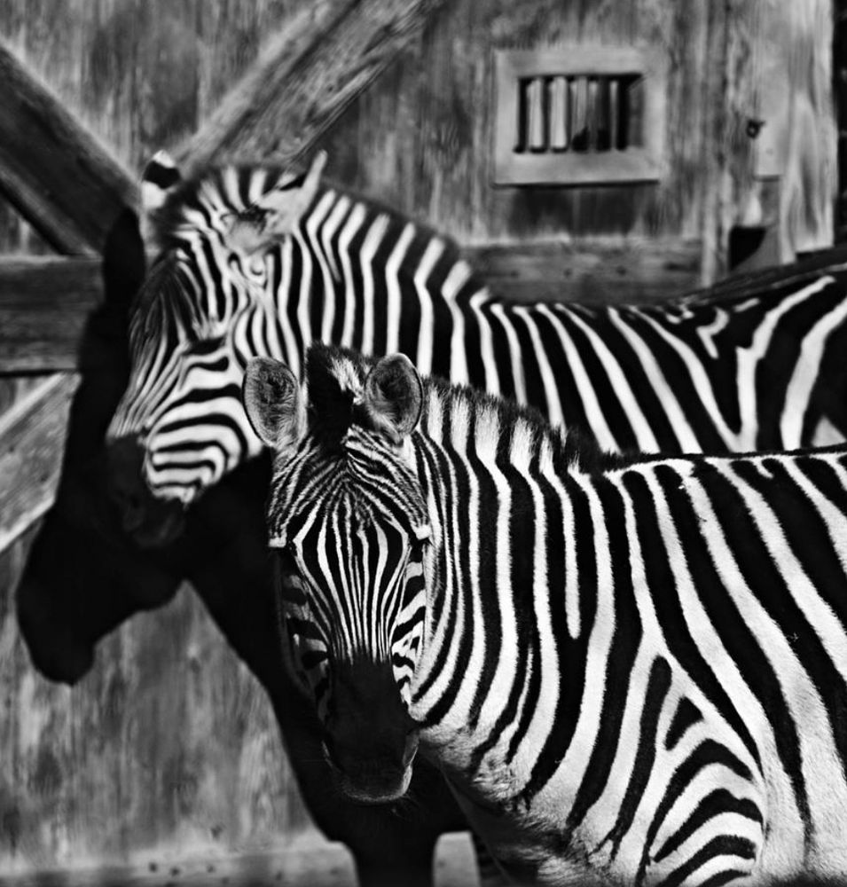 Two zebras their distinctive black and white  come in different patterns, unique to each animal. 