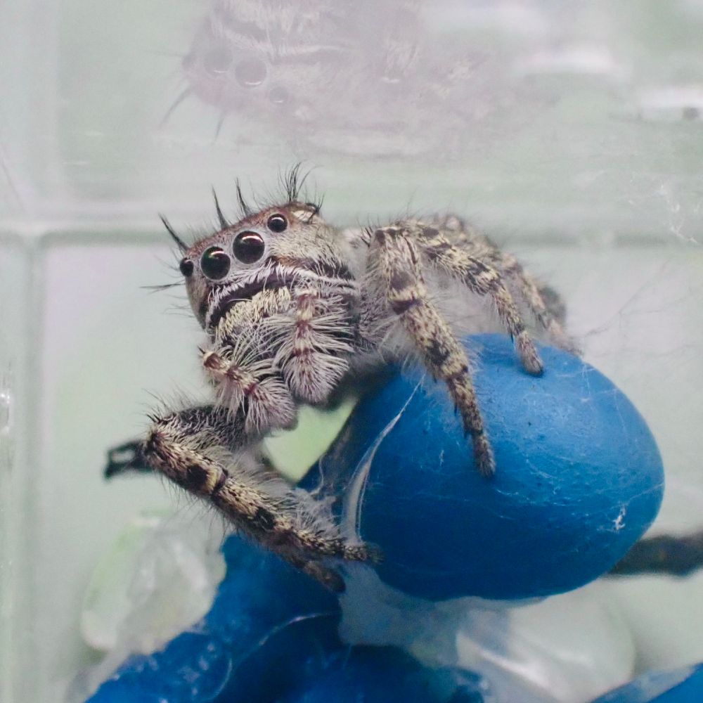 Topsy the putnami jumping spider. she is gray, tan, and black. almost a salt and pepper pattern. she is sitting on a blue fake plant