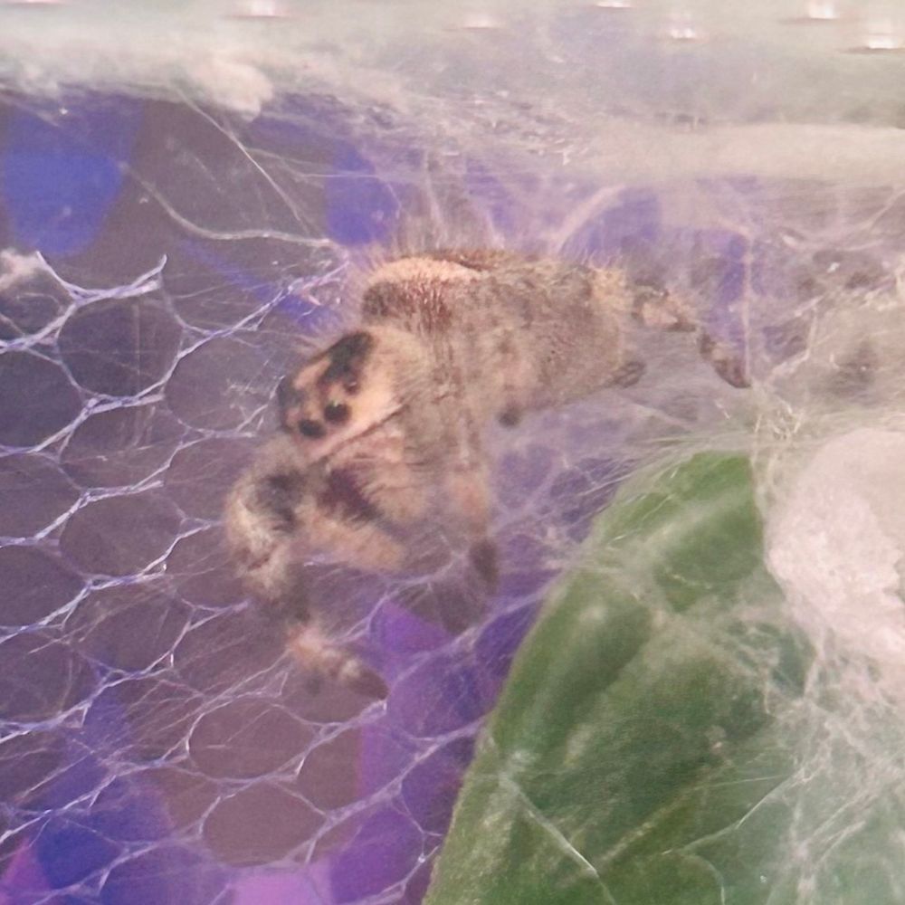 Marcy the regal jumping spider