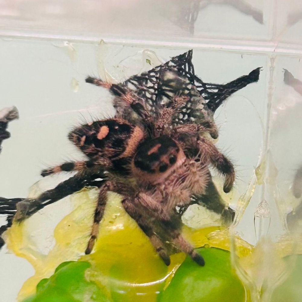 Millie the regal jumping spider