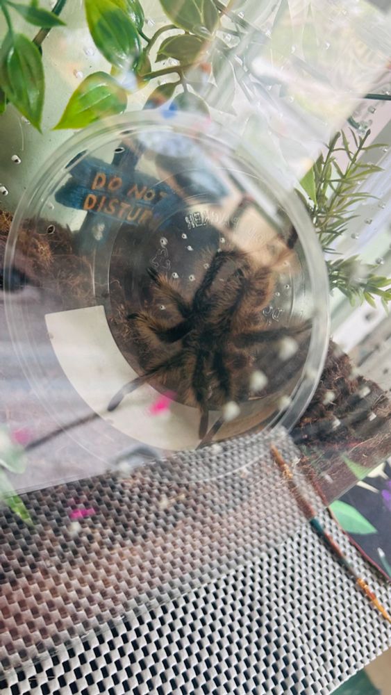Prickle the tarantula in scared mode, legs close to his carapace.